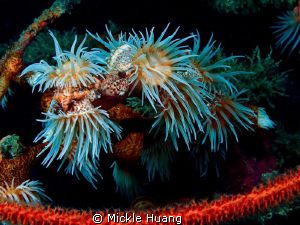 STILL LIFE
Soft coral
Northeast Coast Taiwan by Mickle Huang 
